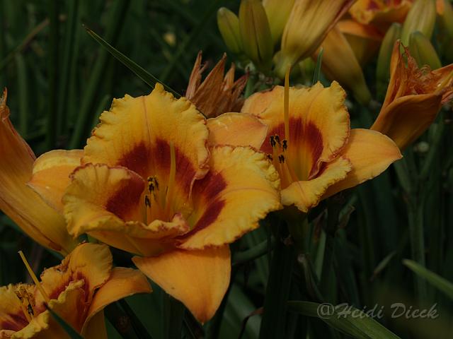 Hemerocallis Tigerling.JPG